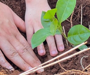  COASUL PARTICIPA DE A&Ccedil;&Atilde;O EM COMEMORA&Ccedil;&Atilde;O AO DIA DA &Aacute;RVORE EM BOM SUCESSO DO SUL