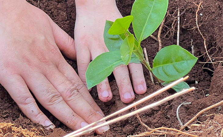  COASUL PARTICIPA DE A&Ccedil;&Atilde;O EM COMEMORA&Ccedil;&Atilde;O AO DIA DA &Aacute;RVORE EM BOM SUCESSO DO SUL